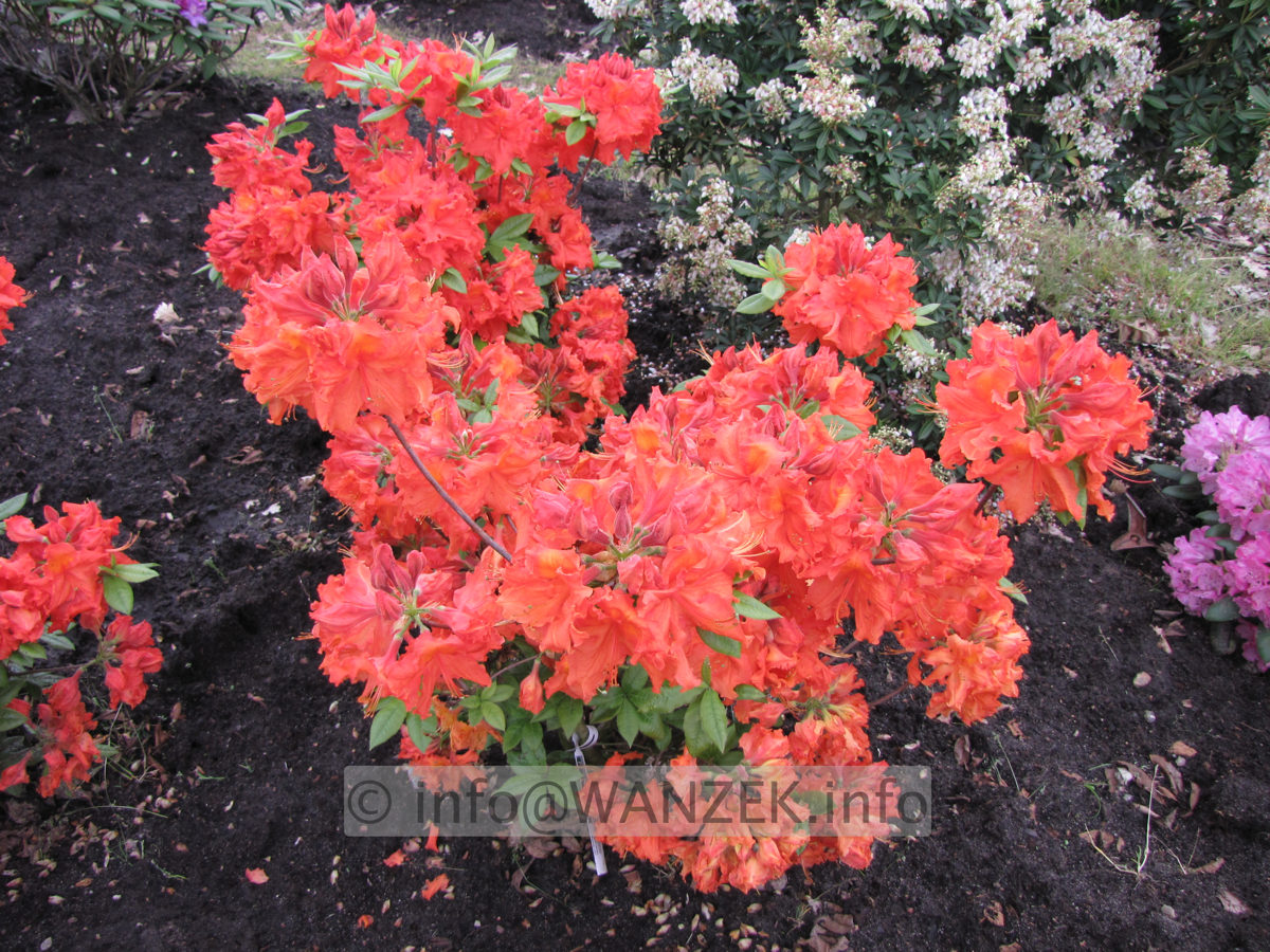 Azalea Knaphill Feuerwerk 01.JPG